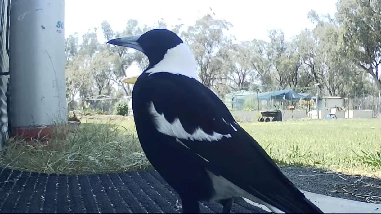A magpie in Inverell, New South Wales, Australia, Oct. 1, 2025. This magpie imitated a horse to perfection, fooling the unsuspecting people at home.