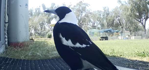 Have You Seen This? Magpie neighs even better than a horse