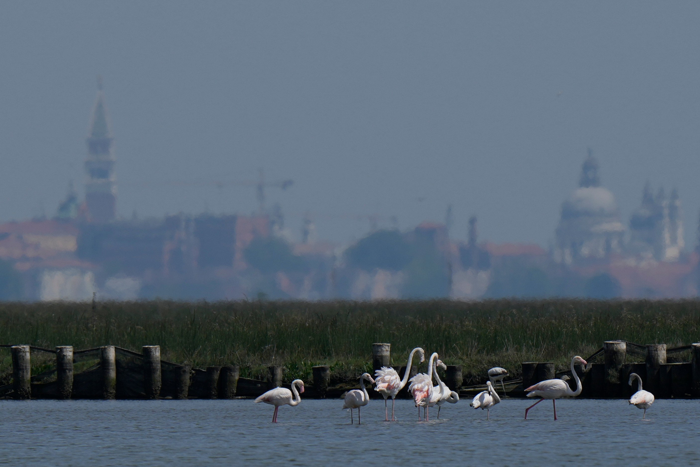 A group of flamingos feed in the Venetian lagoon, in Venice, Italy, May 4.