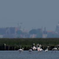Venice's growing flamingo population finds refuge in recovering wetlands