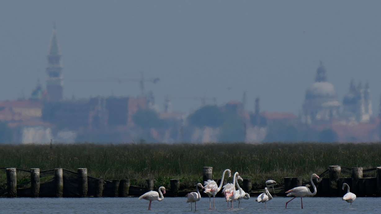 A group of flamingos feed in the Venetian lagoon, in Venice, Italy, May 4.