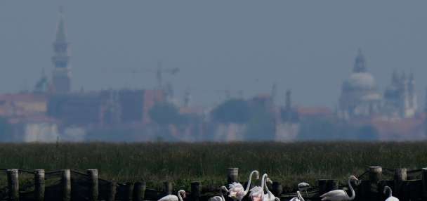 Venice's growing flamingo population finds refuge in recovering wetlands
