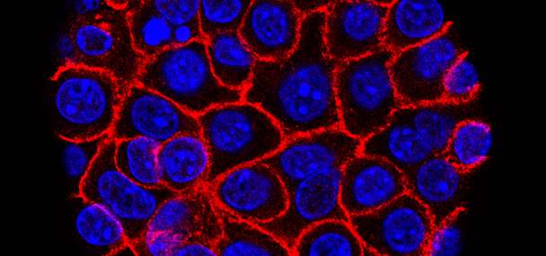 Experimental pill promises new hope for deadly pancreatic cancer