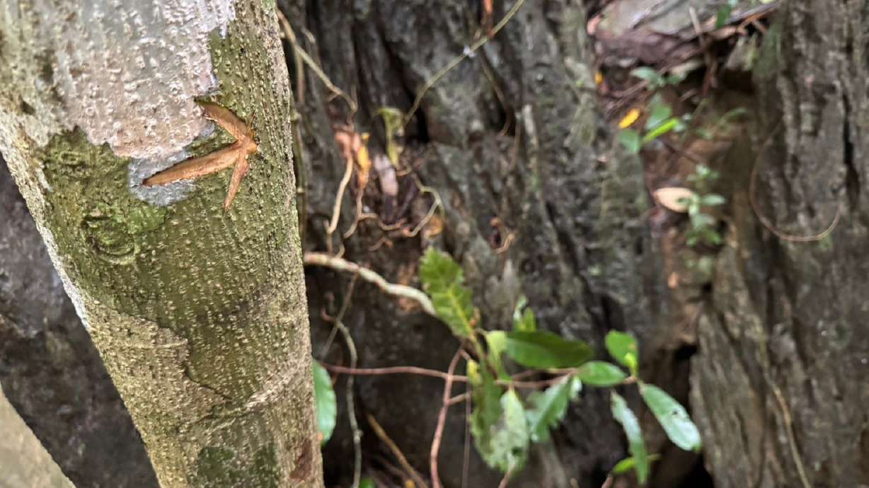 The entrance to the shaft of a cave discovered and explored in Laos on Sunday. Rescuers are trying to find two men trapped in a flooded cave network for almost two weeks, with efforts turning to a search of dense jungle to find another way in.