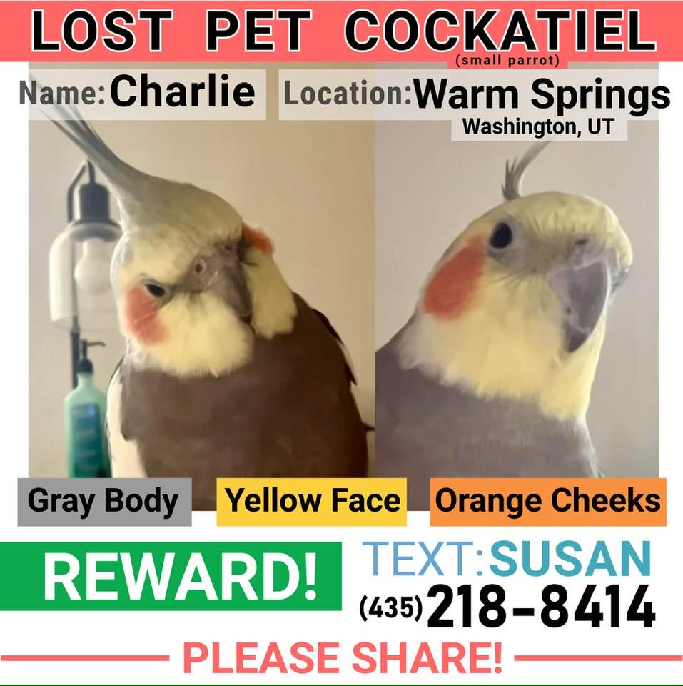 Cash reward offered for lost cockatiel in southern Utah after wind blew him away