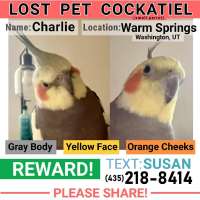 Cash reward offered for lost cockatiel in southern Utah after wind blew him away