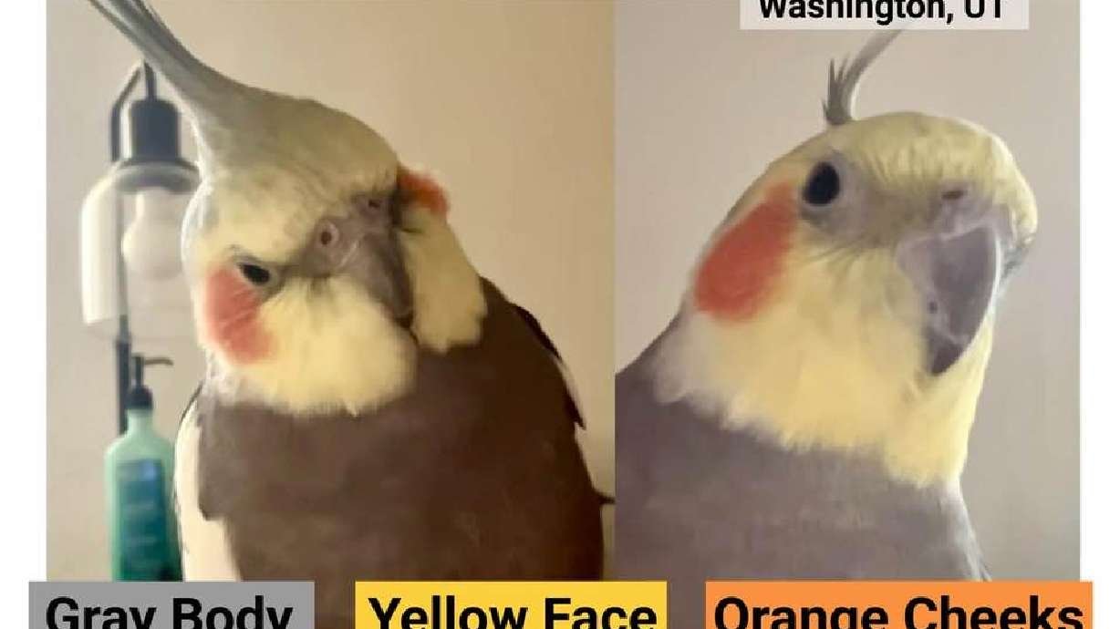 A southern Utah woman is offering a cash reward for her beloved cockatiel named Charlie who was lost when a gust of wind sent him out the door.