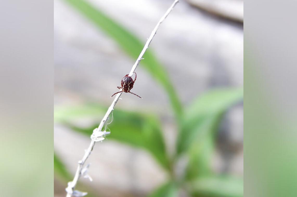 Mild winter means more ticks. Here's how to avoid them