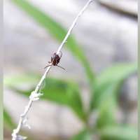 Mild winter means more ticks. Here's how to avoid them