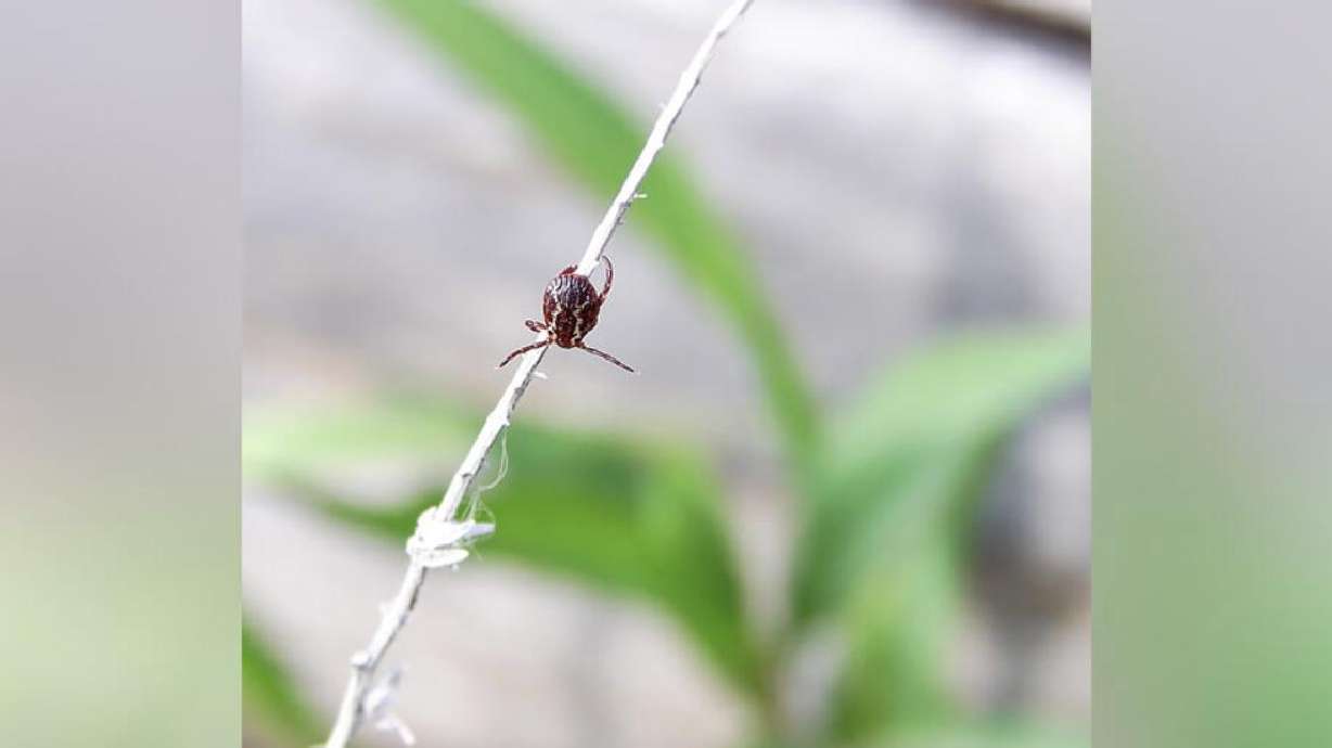 Ticks are more than just a nuisance. They can carry diseases such as Lyme disease, Rocky Mountain spotted fever, tularemia and Colorado tick fever.
