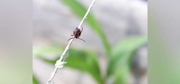 Mild winter means more ticks. Here's how to avoid them