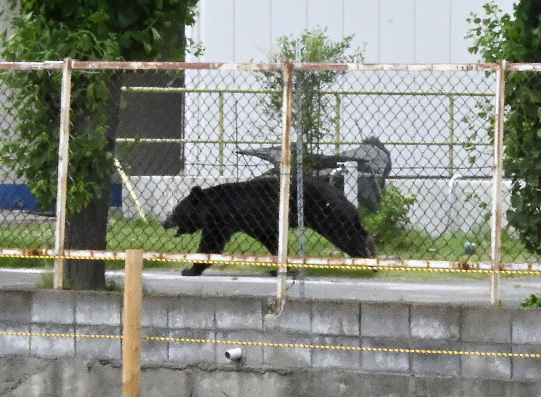 Bear injures 4 people in a residential area of Japan as attacks rise