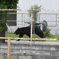 Bear injures 4 people in a residential area of Japan as attacks rise