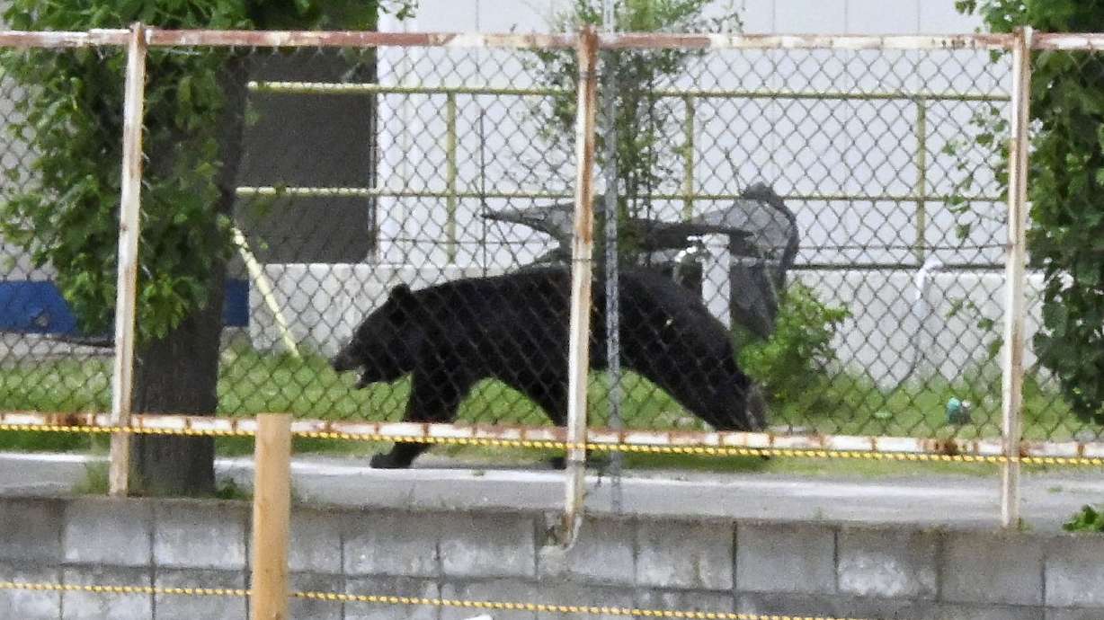 A bear walks on the premises of an office in Fukushima, Japan, Tuesday.