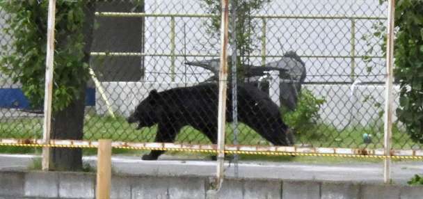 Bear injures 4 people in a residential area of Japan as attacks rise