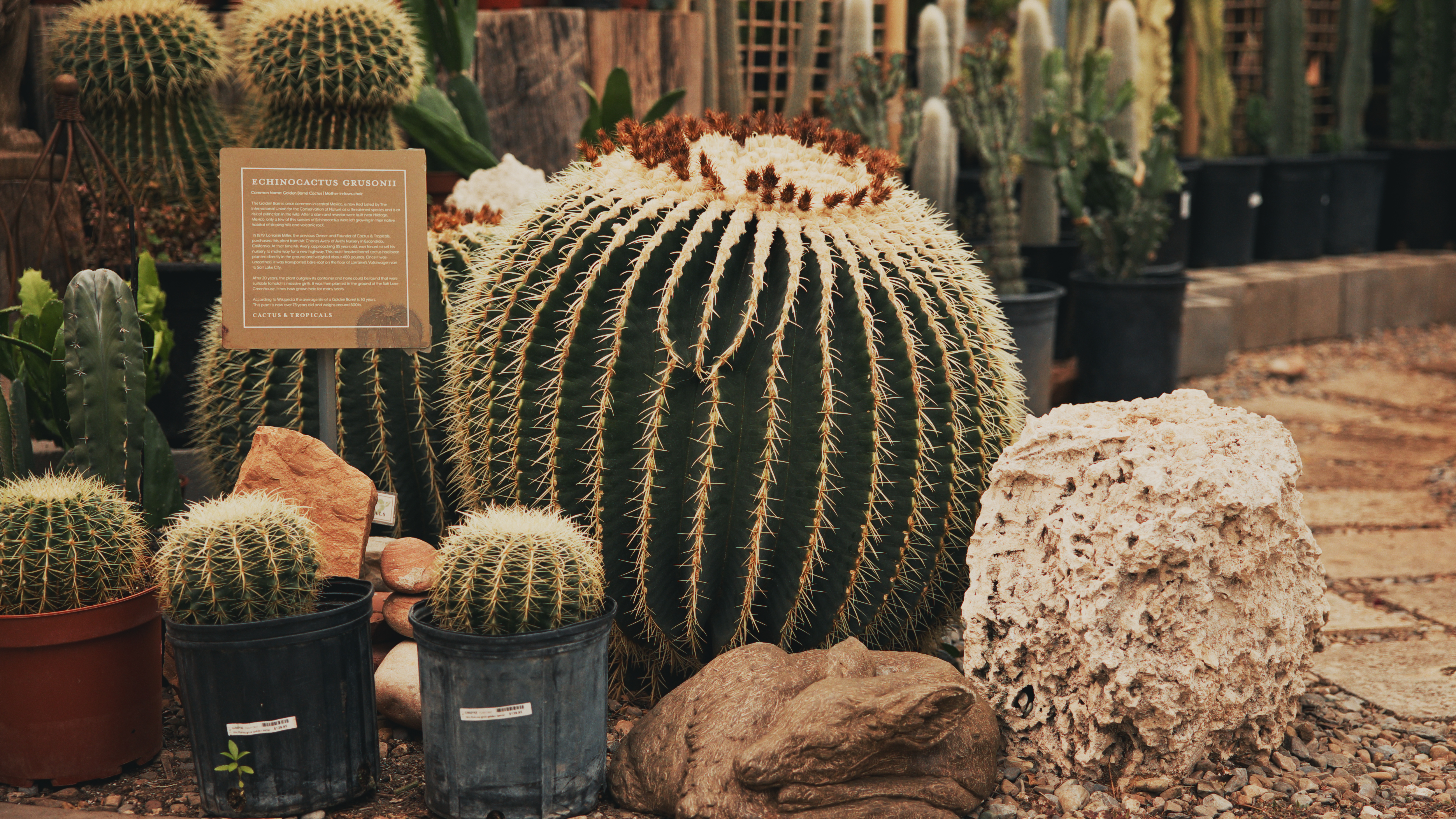 How a determined entrepreneur turned Cactus & Tropicals into a Utah staple