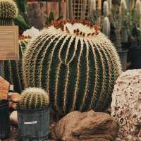 How a determined entrepreneur turned Cactus & Tropicals into a Utah staple