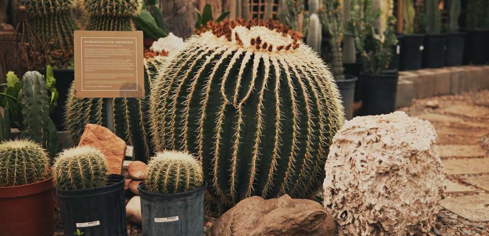 How a determined entrepreneur turned Cactus & Tropicals into a Utah staple