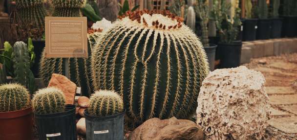 How a determined entrepreneur turned Cactus & Tropicals into a Utah staple