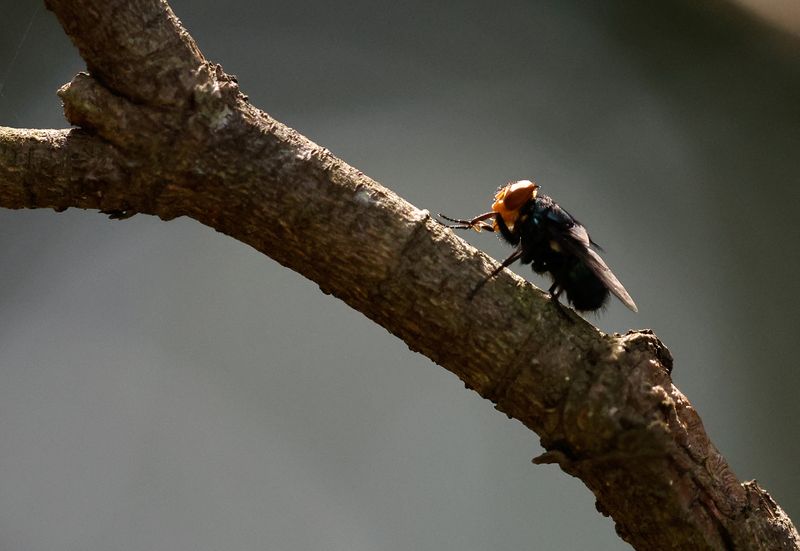 Flesh-eating screwworm may have been detected in South Texas, USDA says