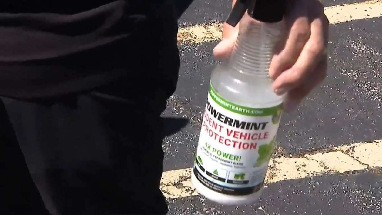 A driver in Carol Stream says a band of hungry squirrels caused nearly $30,000 in damage to three different luxury vehicles because of plant-based parts they view as a tasty snack.