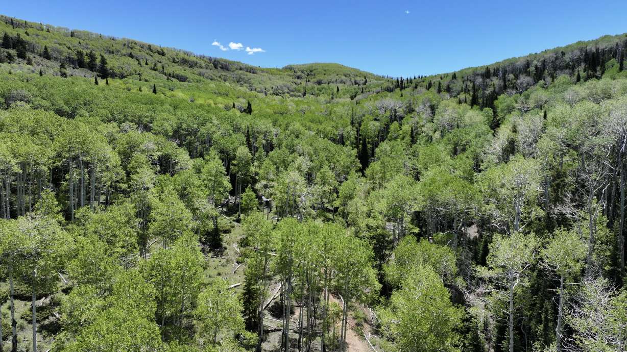 A 1,344-acre segment of Nine Mile Canyon in Carbon County is slated to be preserved after receiving funding from the U.S. Forest Service's Forest Legacy Program.