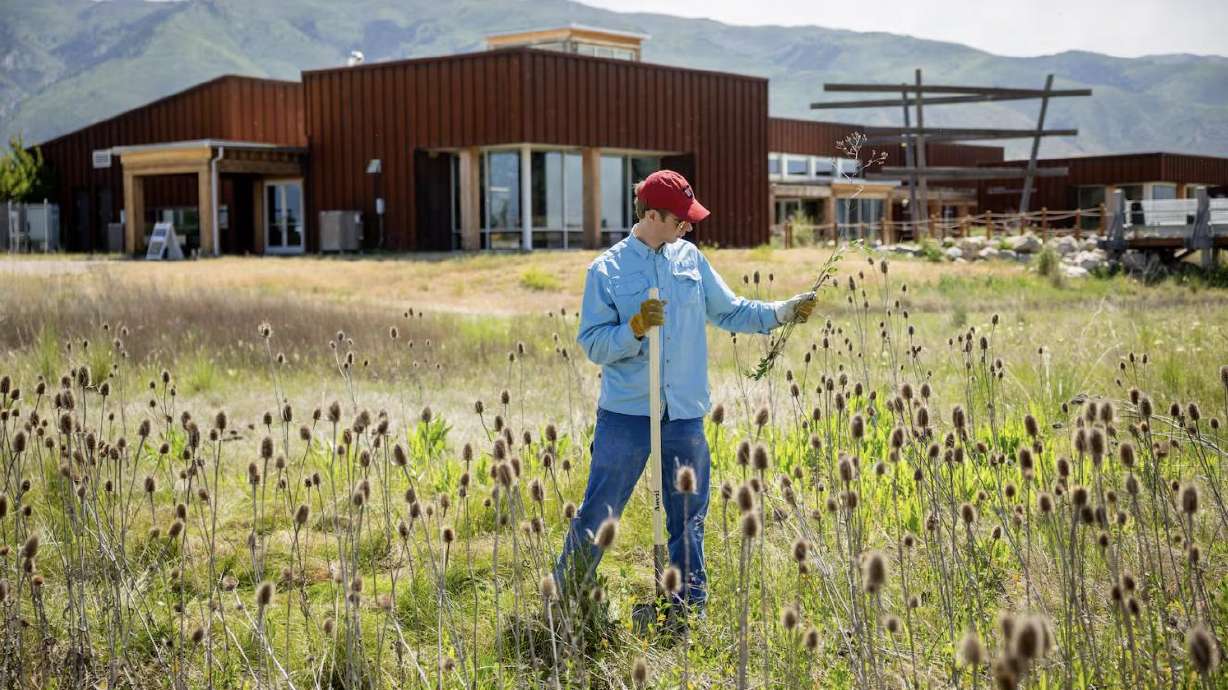 Andrew Turner removes invasive weed species during a Great Salt Lake Service Project hosted by the American Conservation Coalition (ACC), in collaboration with Gov. Spencer Cox and the Utah Division of Wildlife Resources at the George S. and Delores Dore Eccles Wildlife Education Center at the Farmington Bay Waterfowl Management Area in Farmington on Friday.