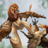 Fossil reveals bizarre gliding creature that hunted birds 120 million years ago