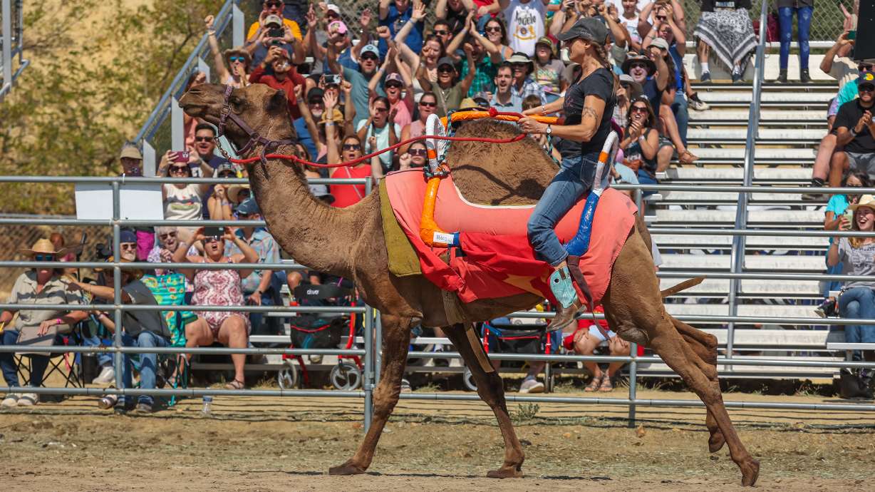 Camel and ostrich races transform Virginia City into a spectacle unlike anything else in the region.