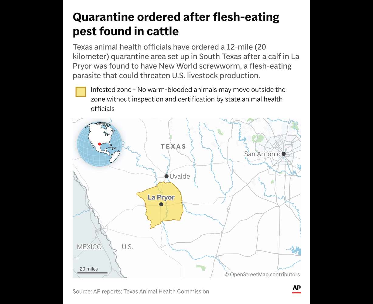 Officials have imposed a quarantine zone to control the spread of New World screwworm, which was found in a calf in La Pryor, Texas.