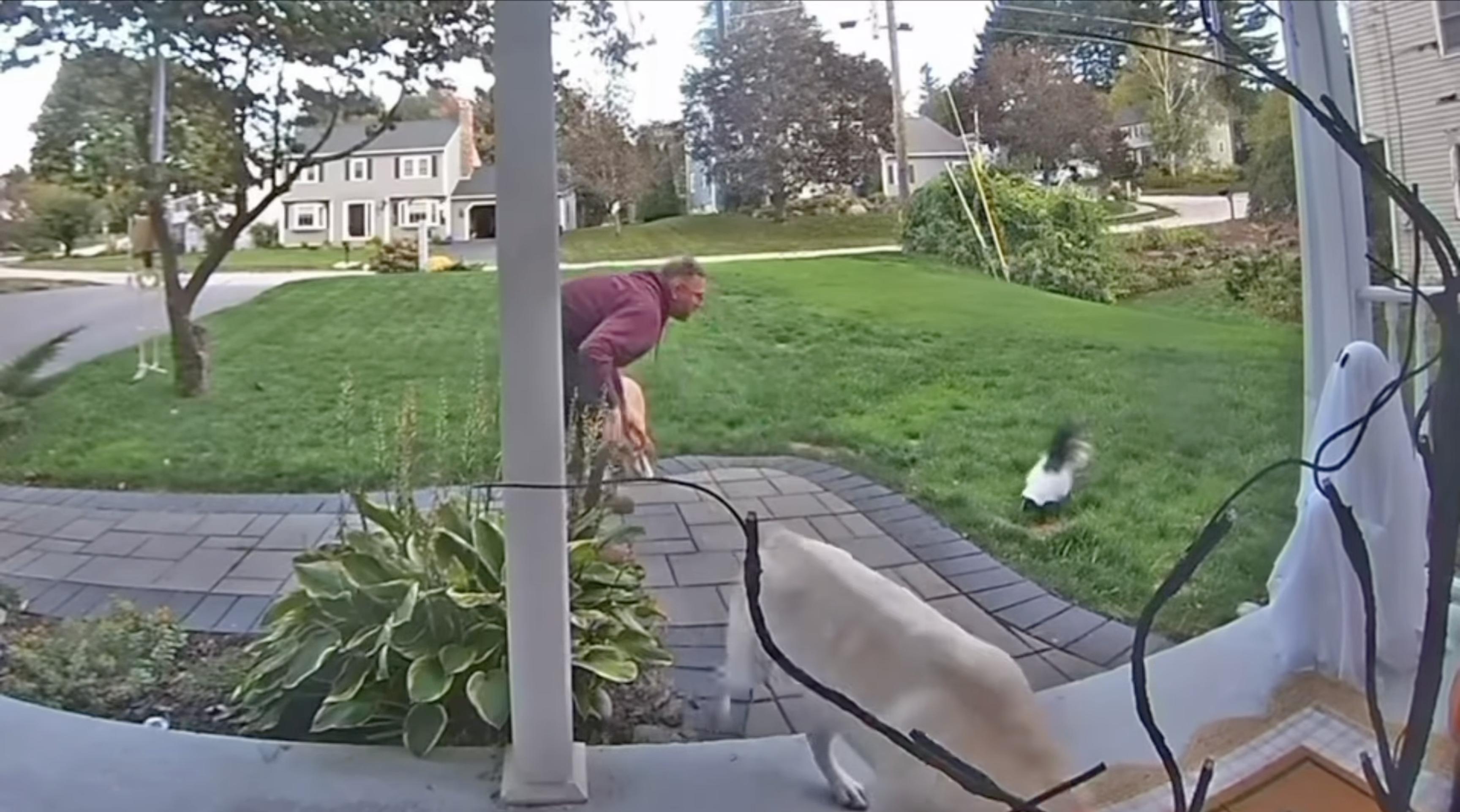 Have You Seen This? A visit from the world's friendliest skunk