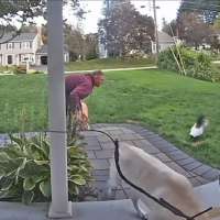 Have You Seen This? A visit from the world's friendliest skunk