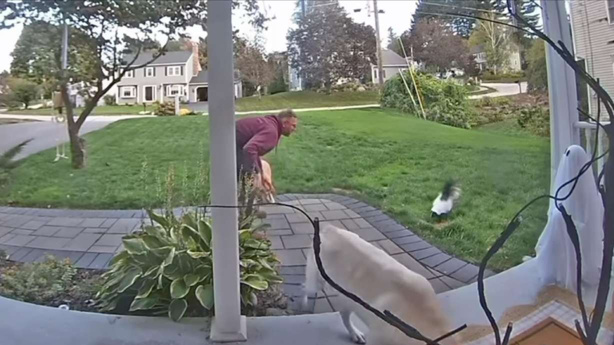 Francesha Hull's husband herds the couple's two dogs inside as a skunk pursues them in Nashua, N.H., Oct. 7. Scenes like these are not uncommon when humans encounter the striped creatures.