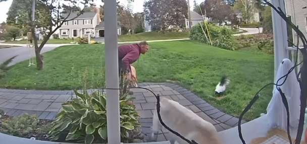 Have You Seen This? A visit from the world's friendliest skunk