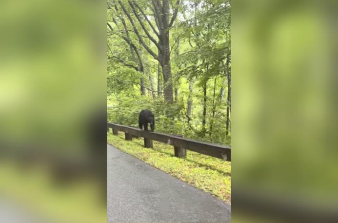 Have You Seen This? Mama bear walks along parkway guardrail