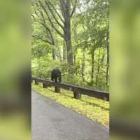 Have You Seen This? Mama bear walks along parkway guardrail