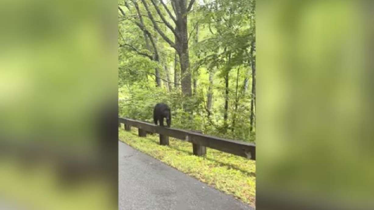 A brown bear walks along a guardrail in Asheville, North Carolina on May 22.
