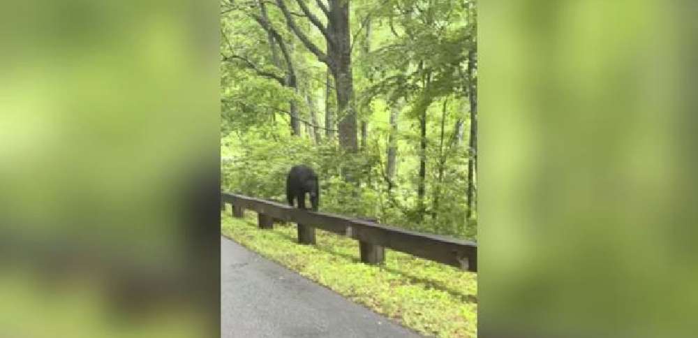 Have You Seen This? Mama bear walks along parkway guardrail