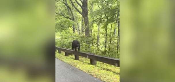 Have You Seen This? Mama bear walks along parkway guardrail