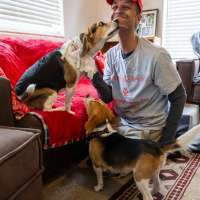 The politics of beagles
