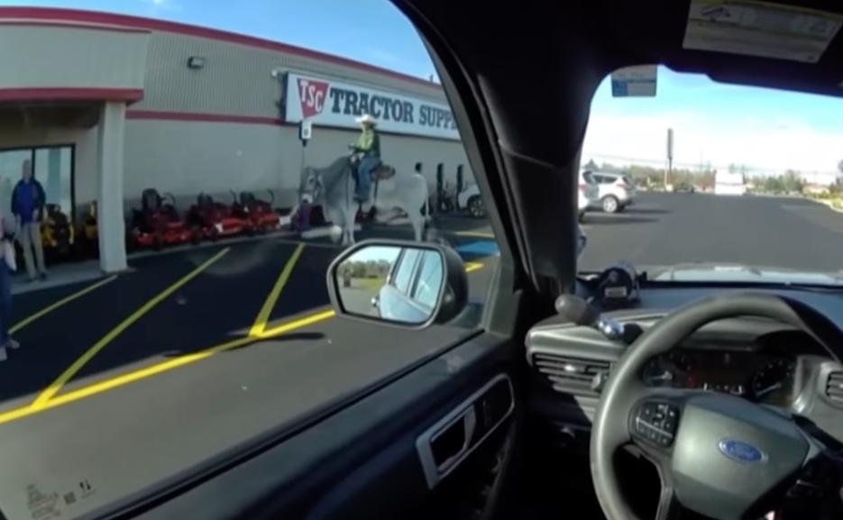 Have You Seen This? Police officer investigates man riding steer in parking lot