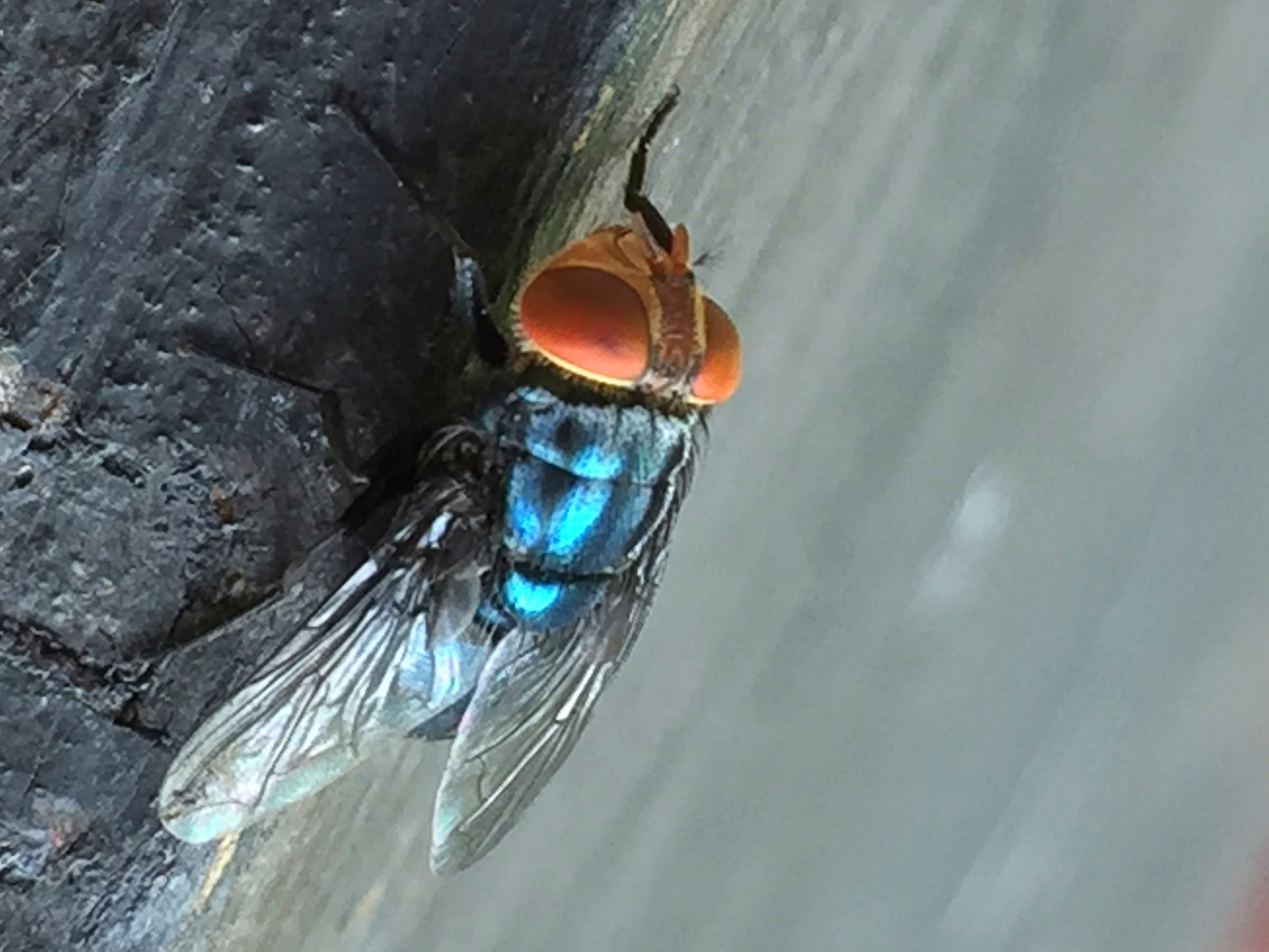 An adult New World screwworm fly sits in this undated photo. Three more cases of the New World screwworm have been confirmed, including one outside the main cluster in Texas.