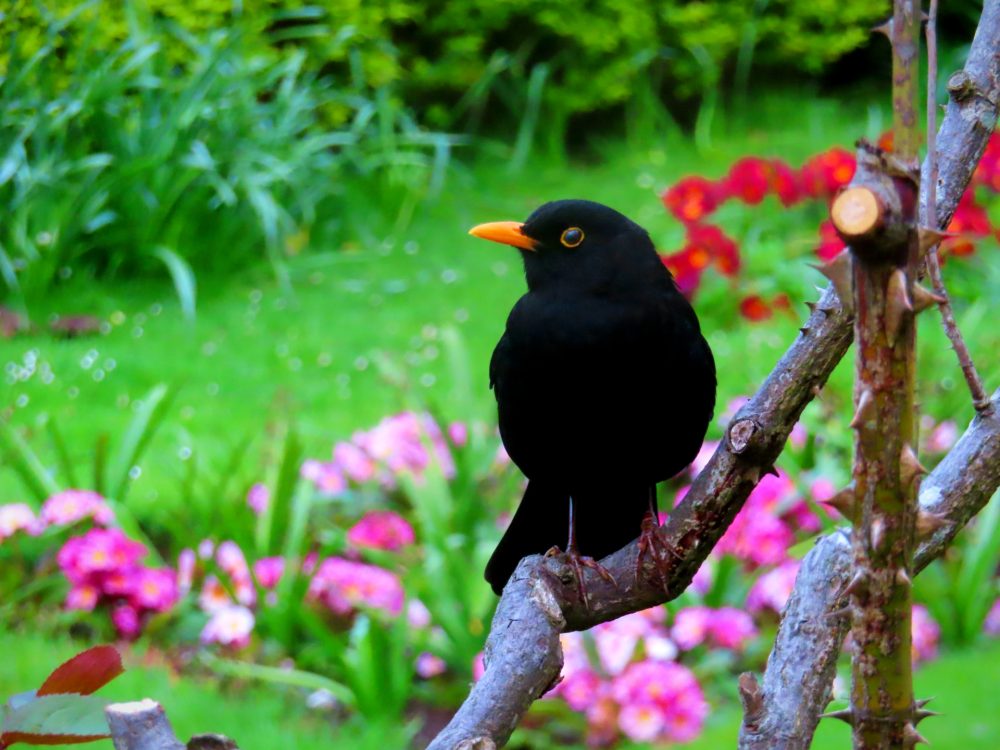 Poetry for the Birds (and Words) - Poetry and Open Mic