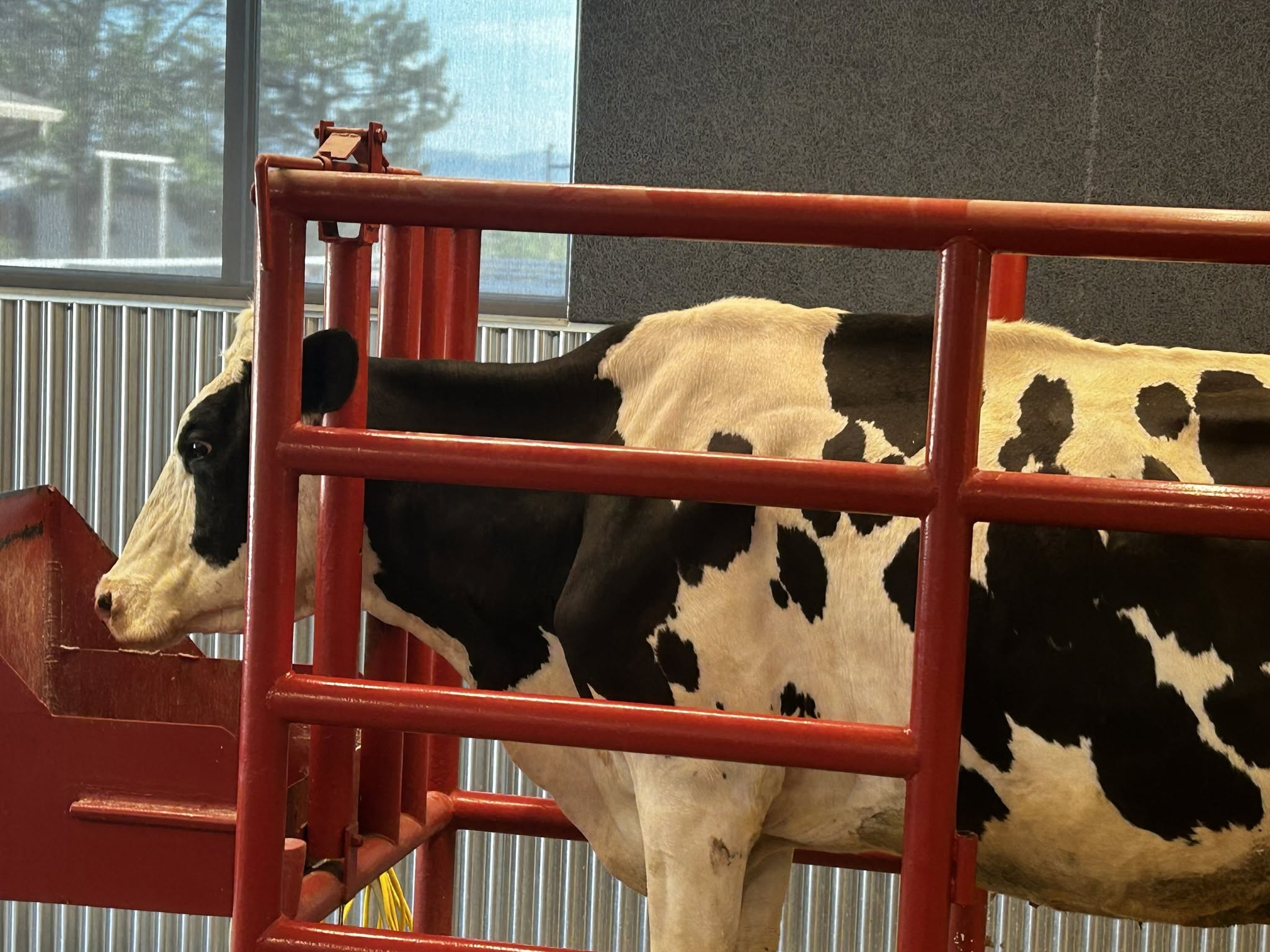 Some Curiosity Farms visitors can try their hand at milking a cow.