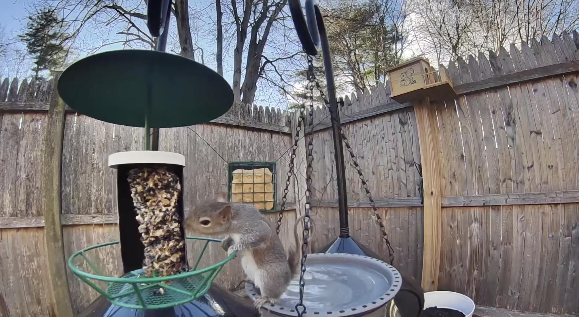 Have You Seen This? Bird feeder bandit can't be stopped