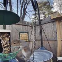 Have You Seen This? Bird feeder bandit can't be stopped