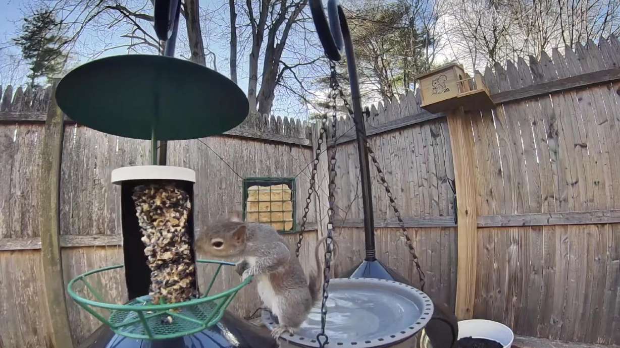A squirrel eats from a bird feeder in a backyard. Like they always say, "You can take the bird seed out of the squirrel, but you can't take the squirrel out of the bird seed."