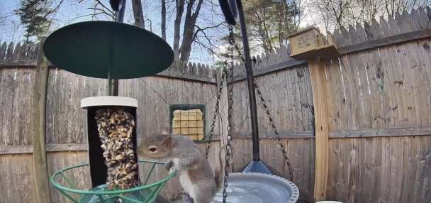 Have You Seen This? Bird feeder bandit can't be stopped