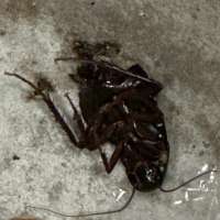 Warm winter leads to early surge in pests, including cockroaches