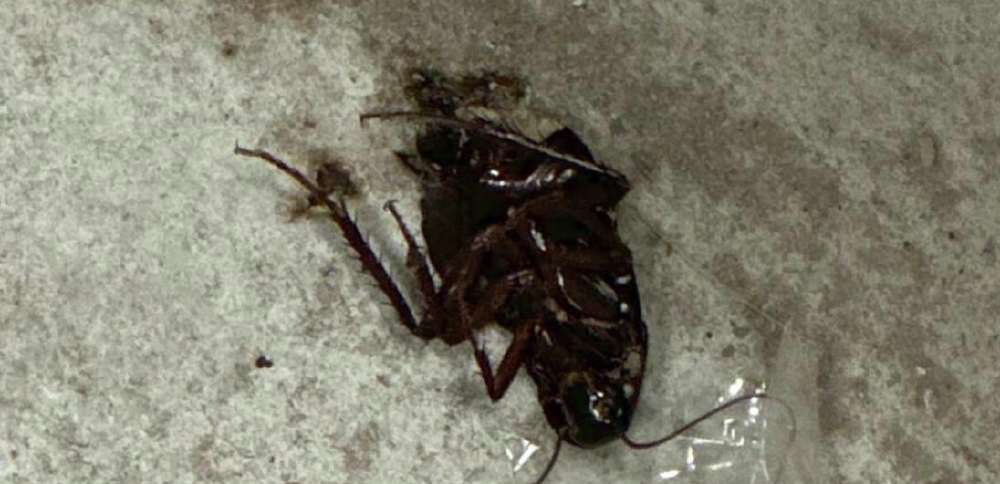 Warm winter leads to early surge in pests, including cockroaches